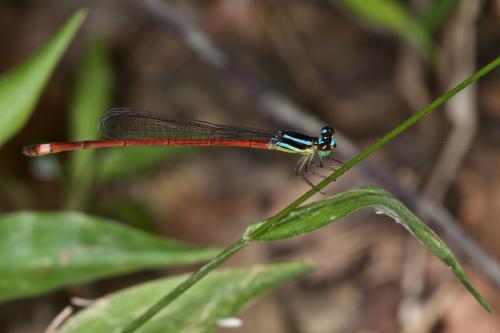 Argiocnemis rubescens